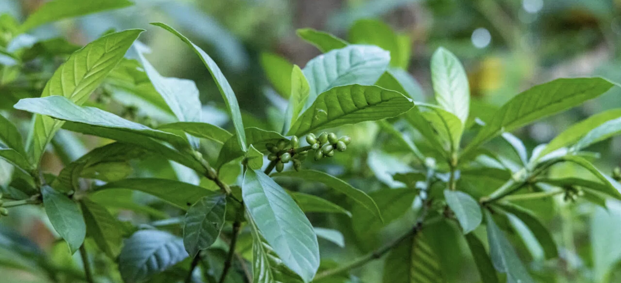 Ayahuasca