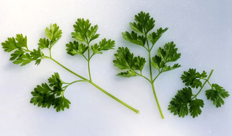 Chervil