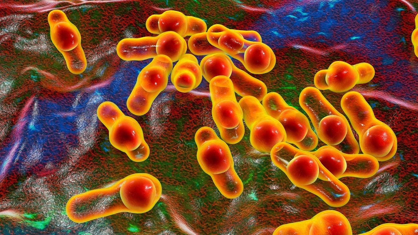 Clostridium difficile