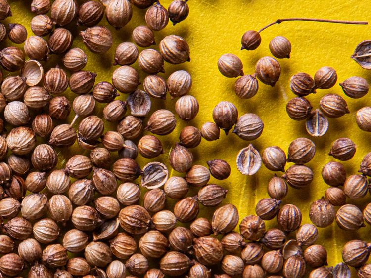 Coriander