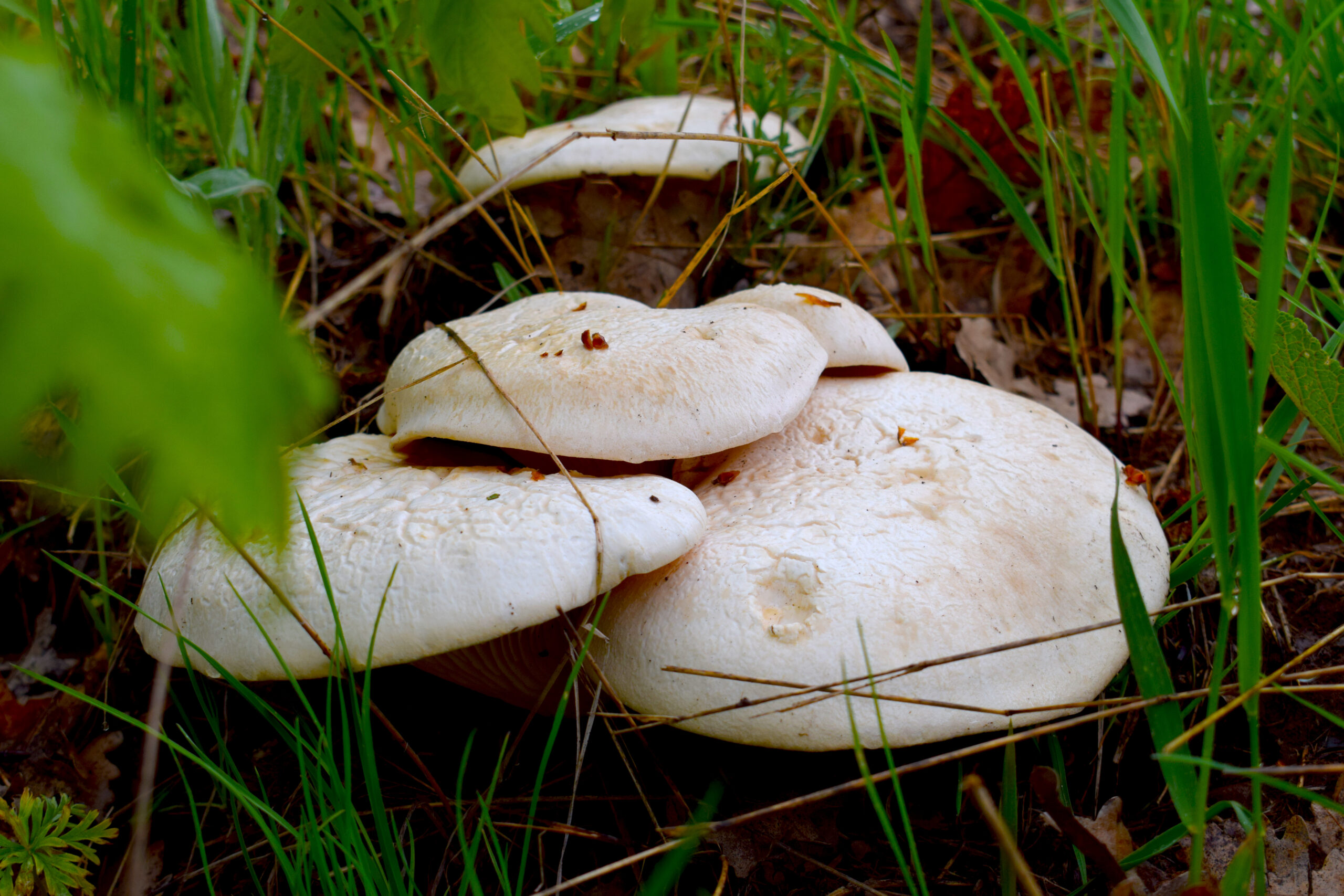 Mushrooms