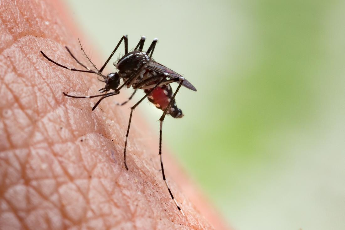 Zika Virus