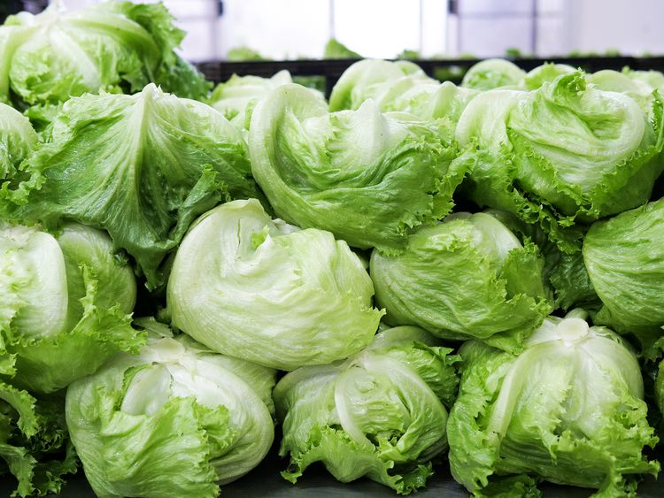 iceberg lettuce